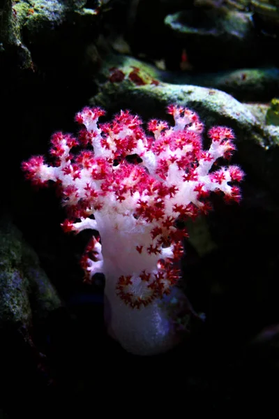 Árbol Clavel Coral Dendronephthya — Foto de Stock