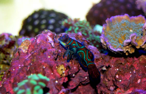 Female Blue Mandarin Fish Swim Reef Aquarium — Stock Photo, Image