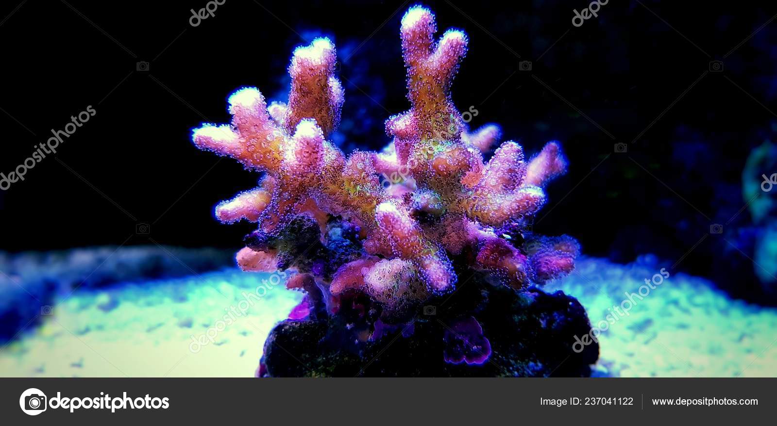Pink Birdsnest Coral Aquacultured Seriatopora Hystrix Stock Photo Image By C Vojce 237041122