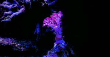 Karanfil ağacı mercan (Dendronephthya sp.)