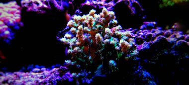 Kenya tree soft coral in reef aquarium clipart