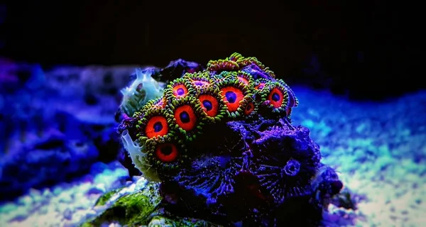 Colonia Pólipos Zoológicos Colorfull Acuario Arrecife — Foto de Stock