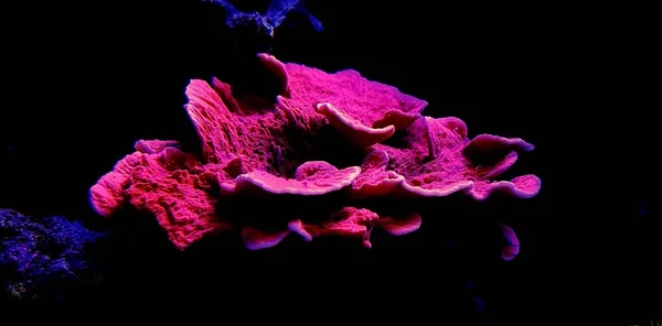 Placa Roja Montipora Sps Coral Acuario Arrecife Tanque Agua Salada — Foto de Stock