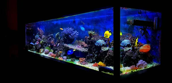 Dream Saltwater Coral Reef Aquarium Tank Living Decoration Home — Stock Photo, Image