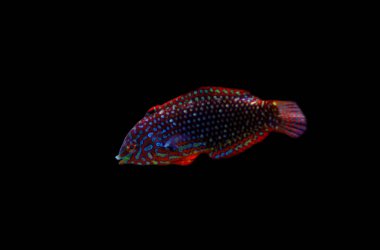 Faz süslü leopar Wrasse (Macropharyngodon ornatus) 