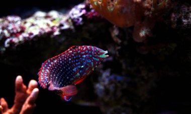 Faz süslü leopar Wrasse (Macropharyngodon ornatus) 