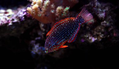Faz süslü leopar Wrasse (Macropharyngodon ornatus) 