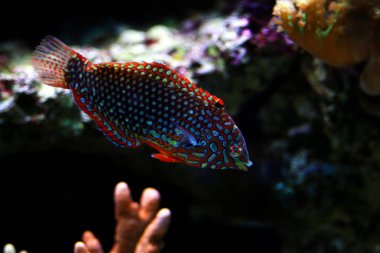 Faz süslü leopar Wrasse (Macropharyngodon ornatus) 