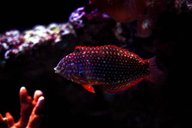 Faz süslü leopar Wrasse (Macropharyngodon ornatus) 