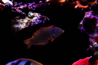 Faz süslü leopar Wrasse (Macropharyngodon ornatus) 