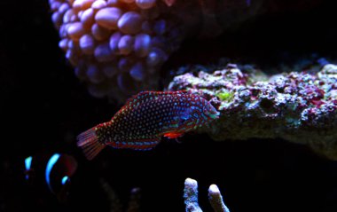Faz süslü leopar Wrasse (Macropharyngodon ornatus) 