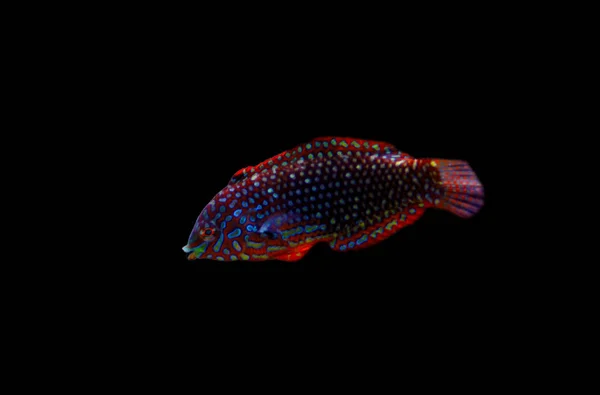 Fasi Ornate Leopard Wrasse Macropharyngodon Ornatus — Foto Stock