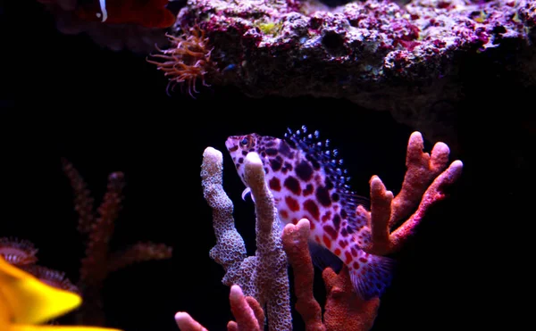 Pixy Red Spotted Hawkfish Cirrhitichthys Oxycephalus — Stock Photo, Image