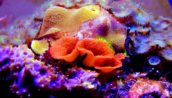 素晴れらしいカラフルなサンゴ礁の水槽 — ストック写真