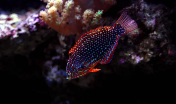 Wrasse Leopardo Adornado Fase Macropharyngodon Ornatus —  Fotos de Stock