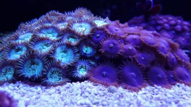 Derma zoa polip koloni içinde resif akvaryum 