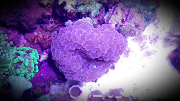 Videó Euphyllia Lps Korall Zátony Akvárium Tartály — Stock videók