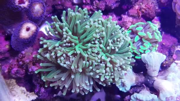 Video Euphyllia Lps Coral Tanque Acuario Arrecife — Vídeos de Stock