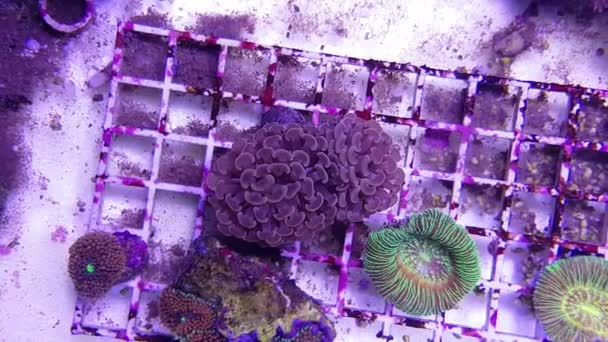 Euphyllia Lps サンゴ サンゴ礁水槽での — ストック動画