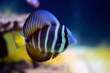 Sailfin Tang balık - (Zebrasoma velifer) 