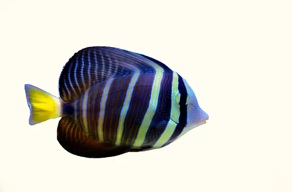 Sailfin Tang Fish Zebrasoma Velifer — Stockfoto