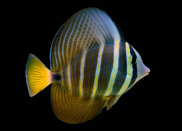 Poissons Tang Sailfin Zebrasoma Velifer — Photo