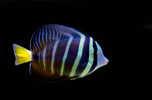 Sailfin Tang Vis Zebrasoma Velifer — Stockfoto