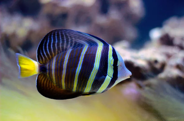 Sailfin Tang Balık Zebrasoma Velifer — Stok fotoğraf