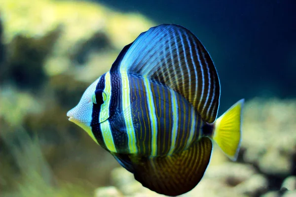 Sailfin Tang Fish Zebrasoma Velifer — Stockfoto