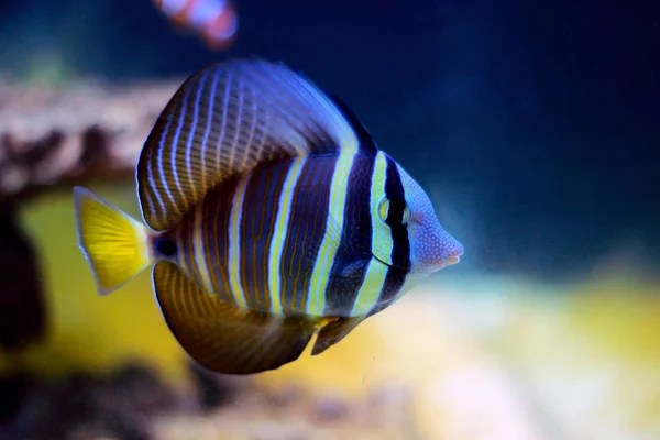 Pesce Pinna Vela Tang Zebrasoma Velifer — Foto Stock