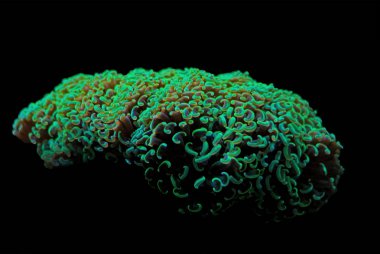LPS yeşil mercan - Euphyllia ancora çekiç 