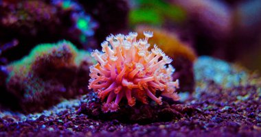Goniopora the flowerpot lps coral in reef aquarium tank  clipart