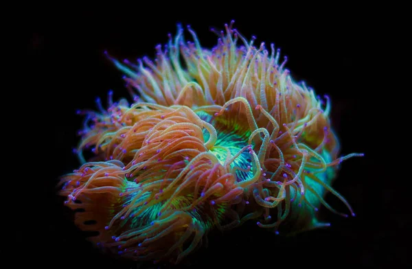 Елегантність Лпс Коралових Ізольовані Зображення Catalaphyllia Jardinei — стокове фото