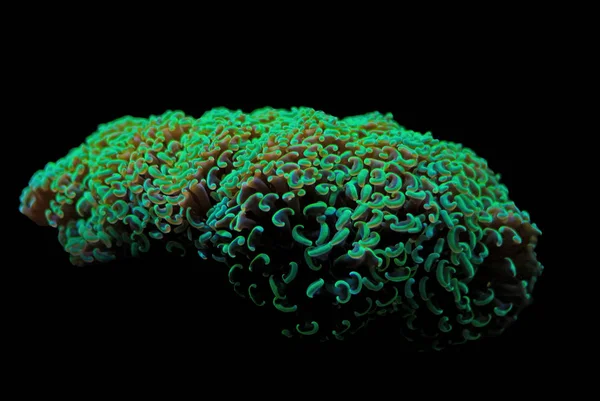 Hammer Lps Green Coral Euphyllia Ancora — Stock fotografie