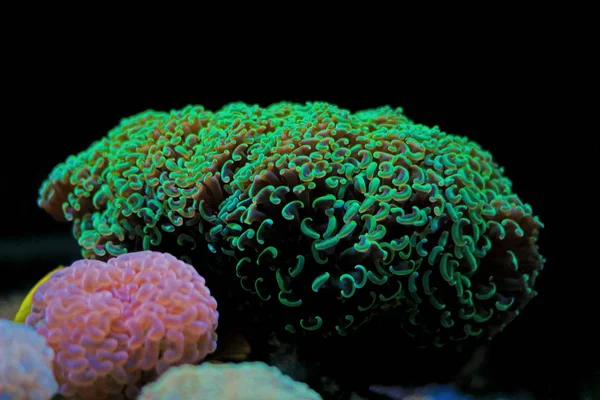 Hammer Lps Green Coral Euphyllia Ancora — Stockfoto