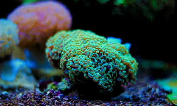 Hammer Lps Green Coral Euphyllia Ancora — стокове фото