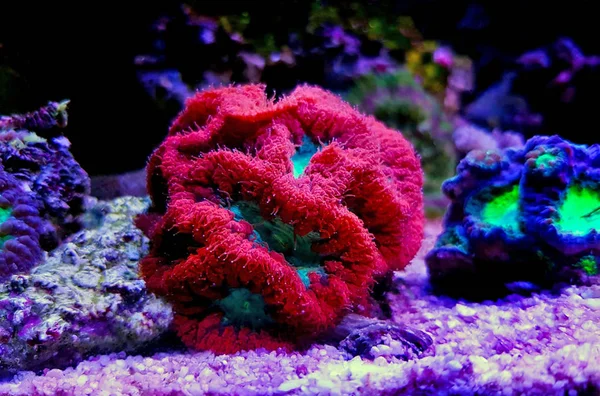 Blastomussa Lps Colorful Coral Blastomussa Wellsi — Φωτογραφία Αρχείου