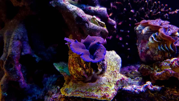 Lila Blaue Maxima Venusmuschel Aquarium — Stockfoto