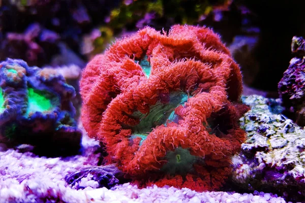 Stylophora 五颜六色的Sps 珊瑚在盐水水族馆礁坦克——图库图片