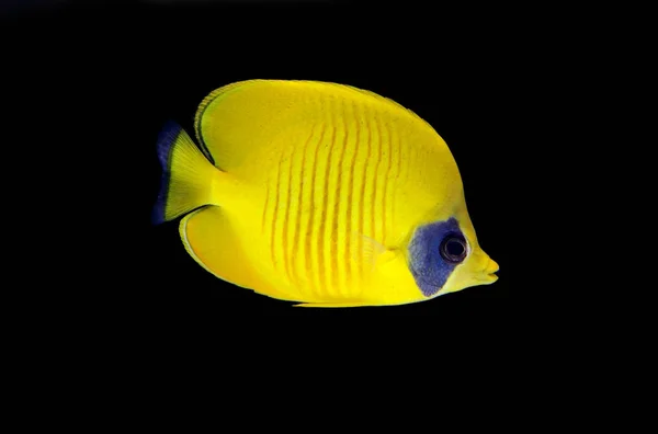 Siyah Arka Plan Chaetodon Semilarvatus Sarı Butterflyfish — Stok fotoğraf