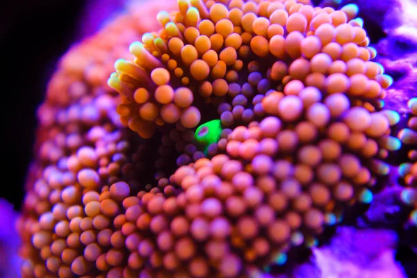 Ricordea Orange Bunte Pilzpolypen Korallen Riffbecken — Stockfoto