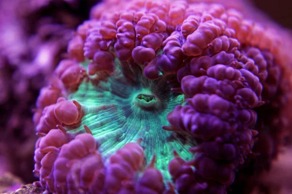 Blastomussa Lps Coral Berwarna Warni Blastomussa Wellsi — Stok Foto