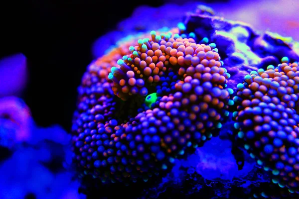 Ricordea orange colorful mushroom polyp coral in reef tank