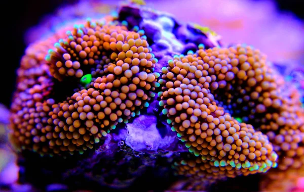 Ricordea Pomarańczowy Polip Grzyb Kolorowy Koral Zbiornika Rafa — Zdjęcie stockowe