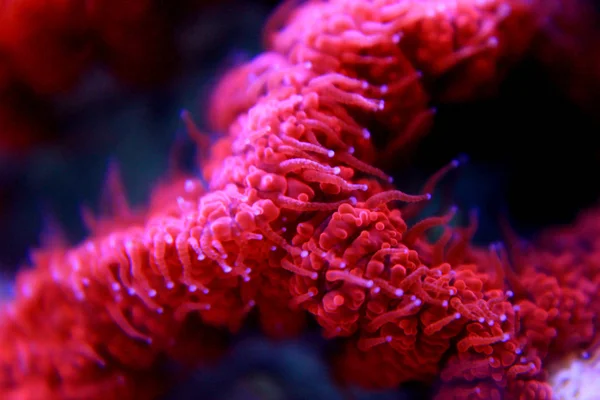 Blastomussa Lps Colorful Coral Blastomussa Wellsi — 图库照片