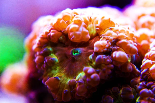 Blastomussa Lps Colorful Coral Blastomussa Wellsi — Φωτογραφία Αρχείου
