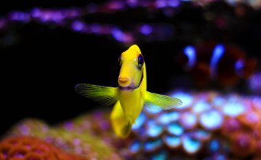 Limon Tang aka Çikolata tang (Acanthurus sp.)  