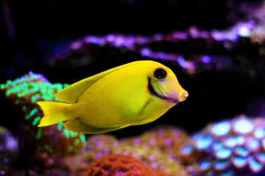 Limon Tang aka Çikolata tang (Acanthurus sp.)  
