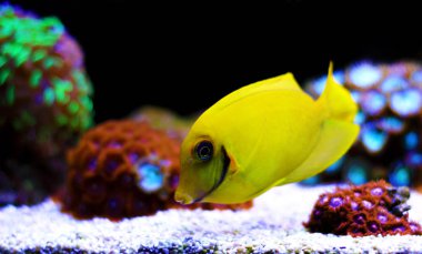 Limon Tang aka Çikolata tang (Acanthurus sp.)  