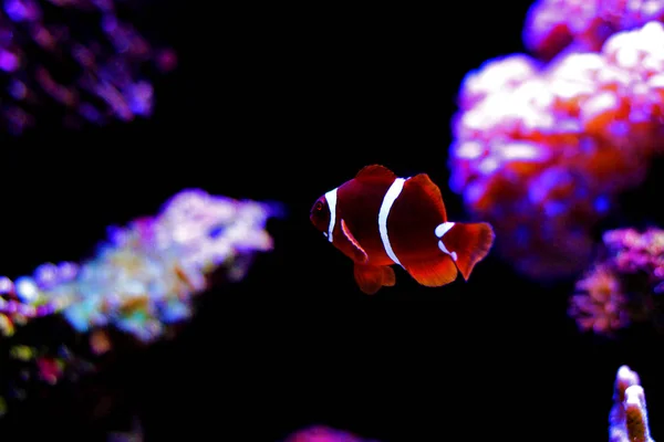 Floco Dourado Maroon Clownfish Premnas Biaculeatus Juvenil — Fotografia de Stock